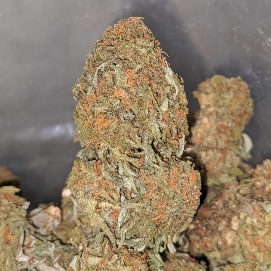 orange comatose deal of the day 2 I Orange Comatose #2