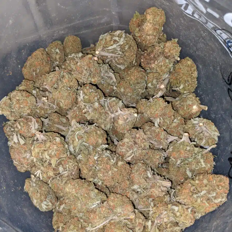orange comatose deal of the day 3 I Orange Comatose #2