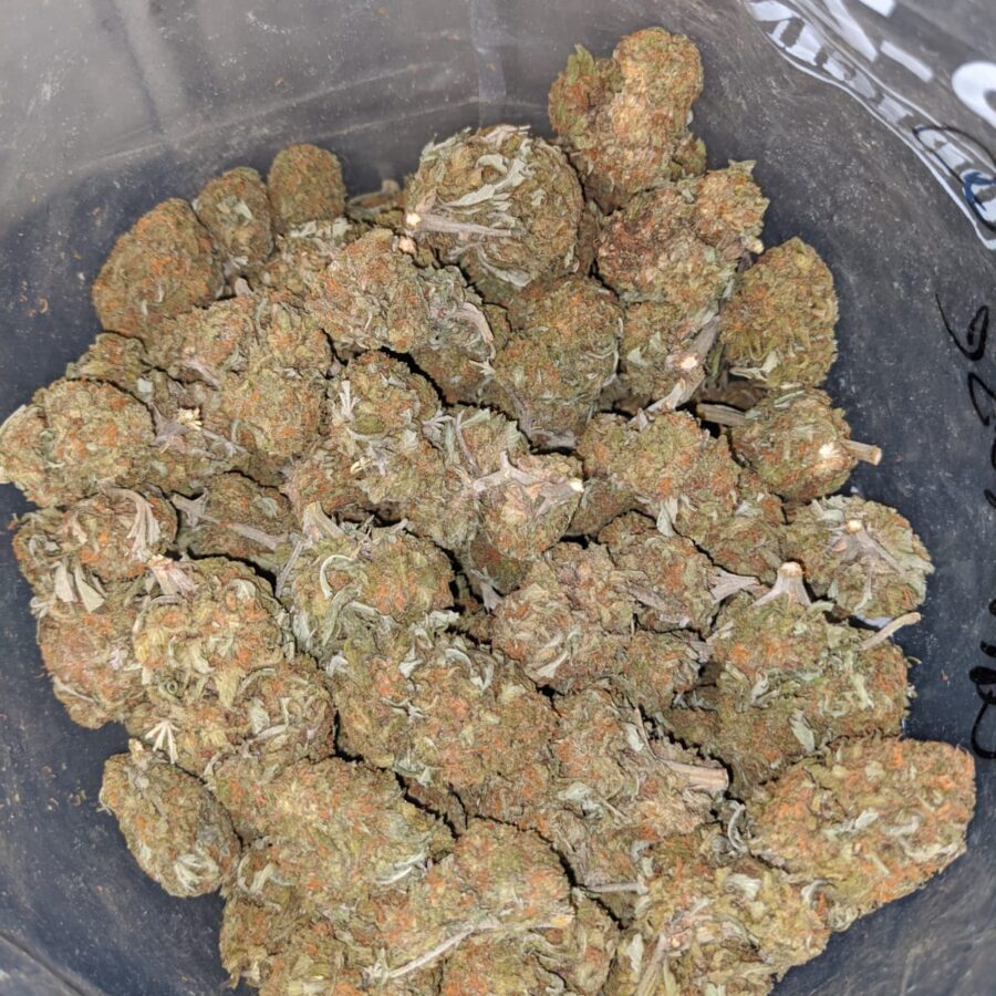orange comatose deal of the day 4 I Orange Comatose #2