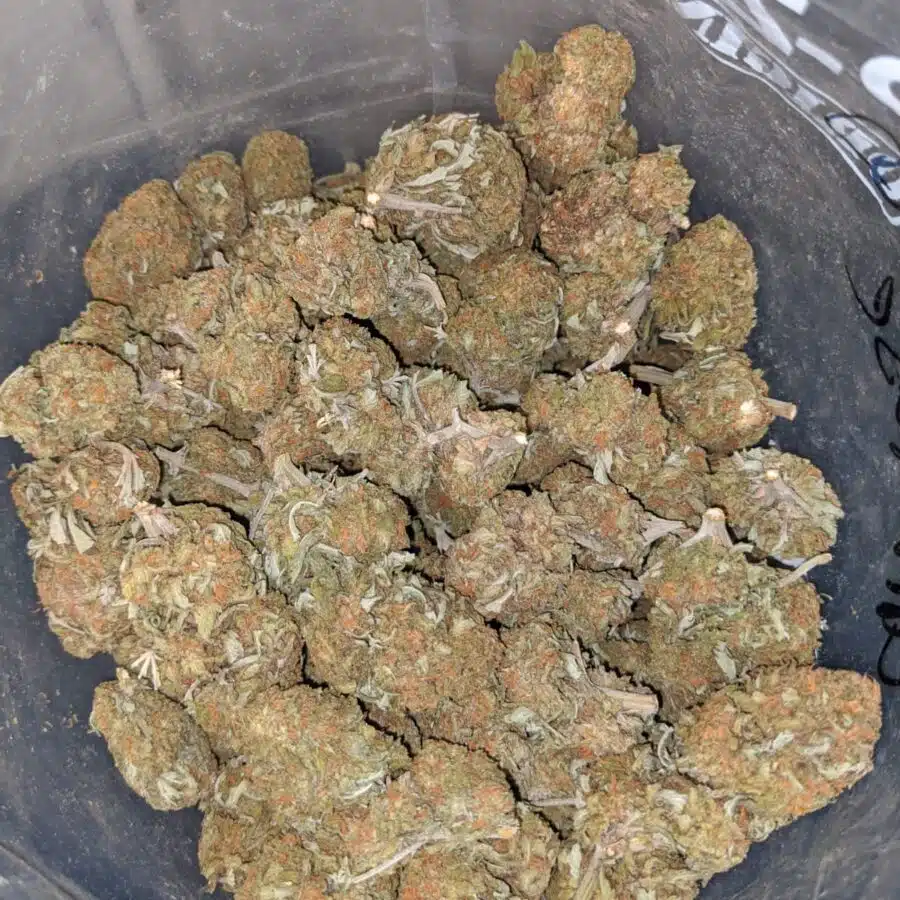 orange comatose deal of the day 4 I Orange Comatose #2