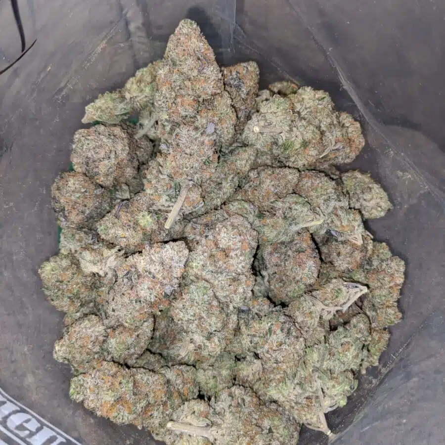 orange crack aaa 4 I Orange Crack AAA+