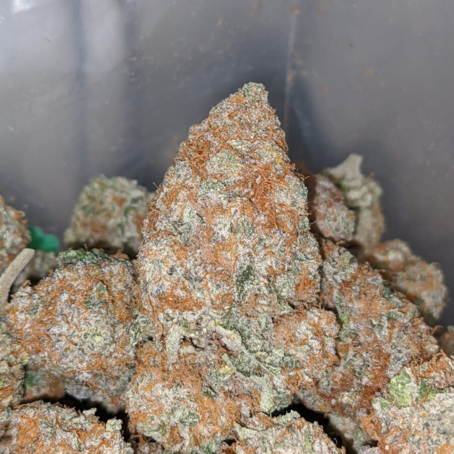 platinum girl scout cookies 1 I Platinum Girl Scout Cookies