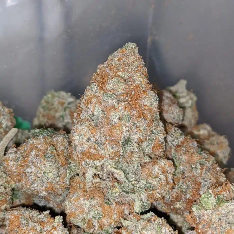 platinum girl scout cookies 1 I Platinum Girl Scout Cookies
