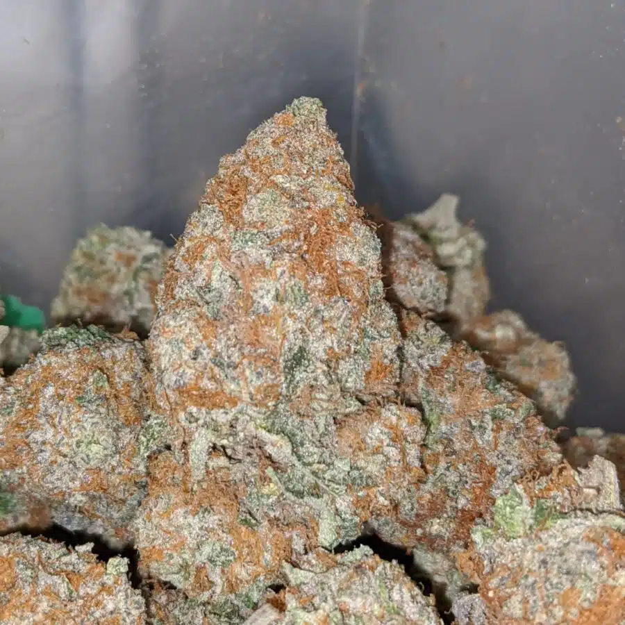 platinum girl scout cookies 2 I Platinum Girl Scout Cookies