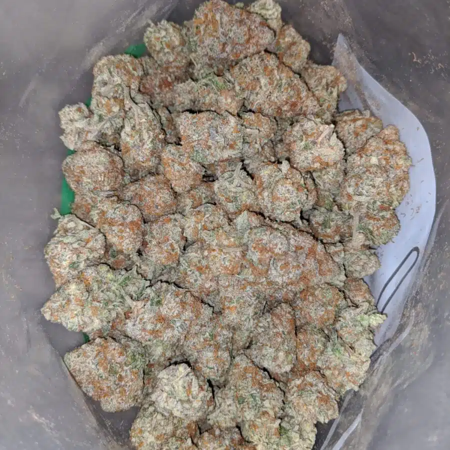 platinum girl scout cookies 3 I Platinum Girl Scout Cookies