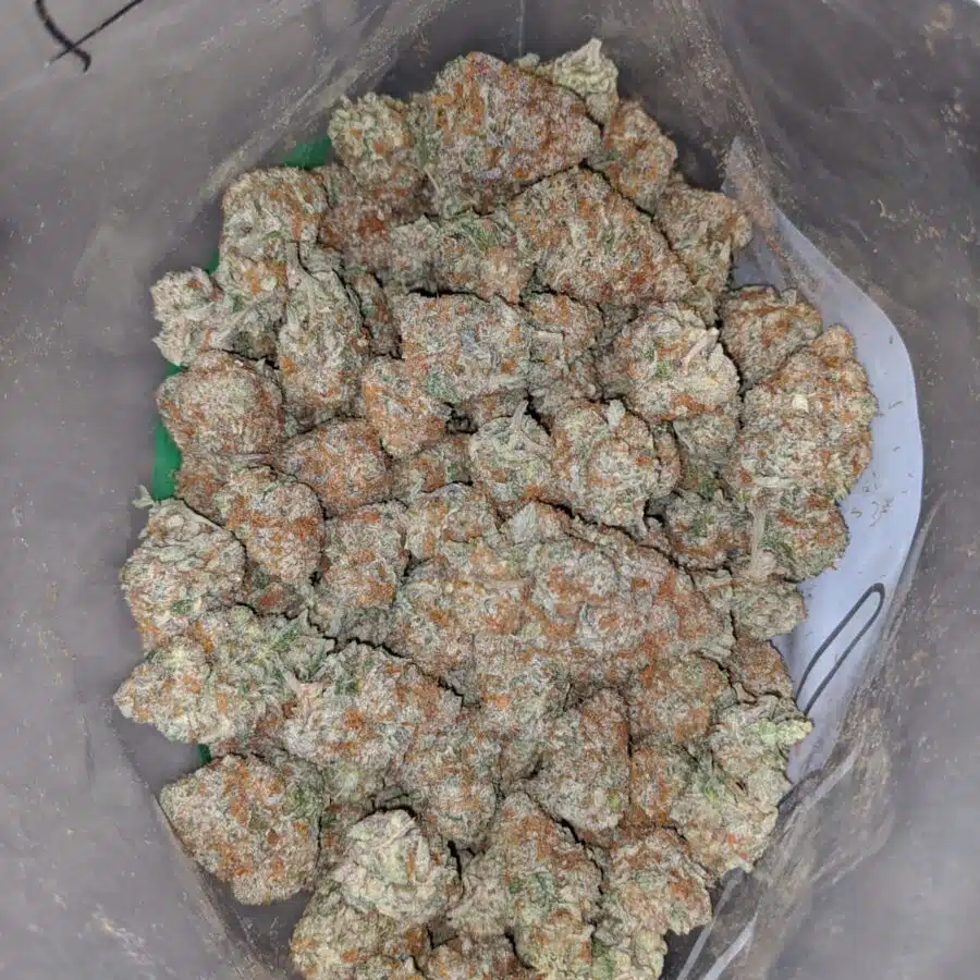 platinum girl scout cookies 4 I Platinum Girl Scout Cookies