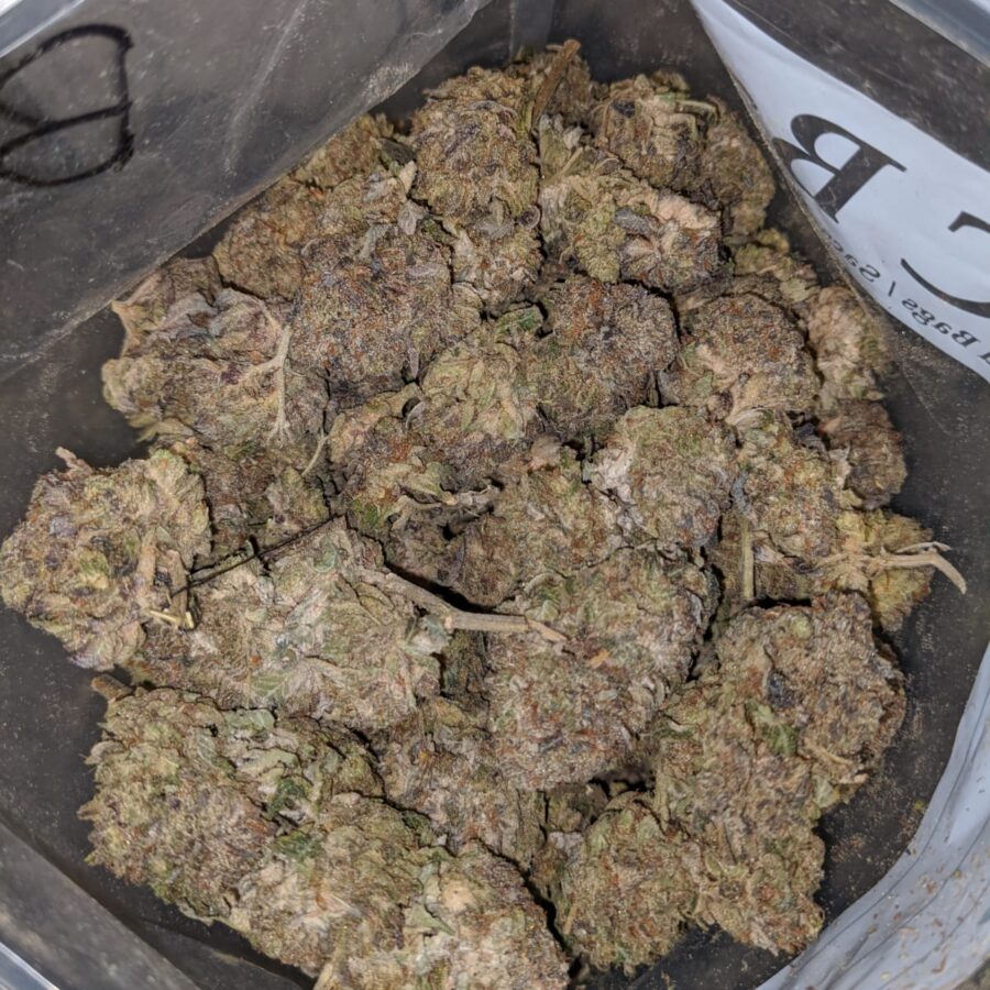 purple poison bulk special 4 I Purple Poison Bulk Special