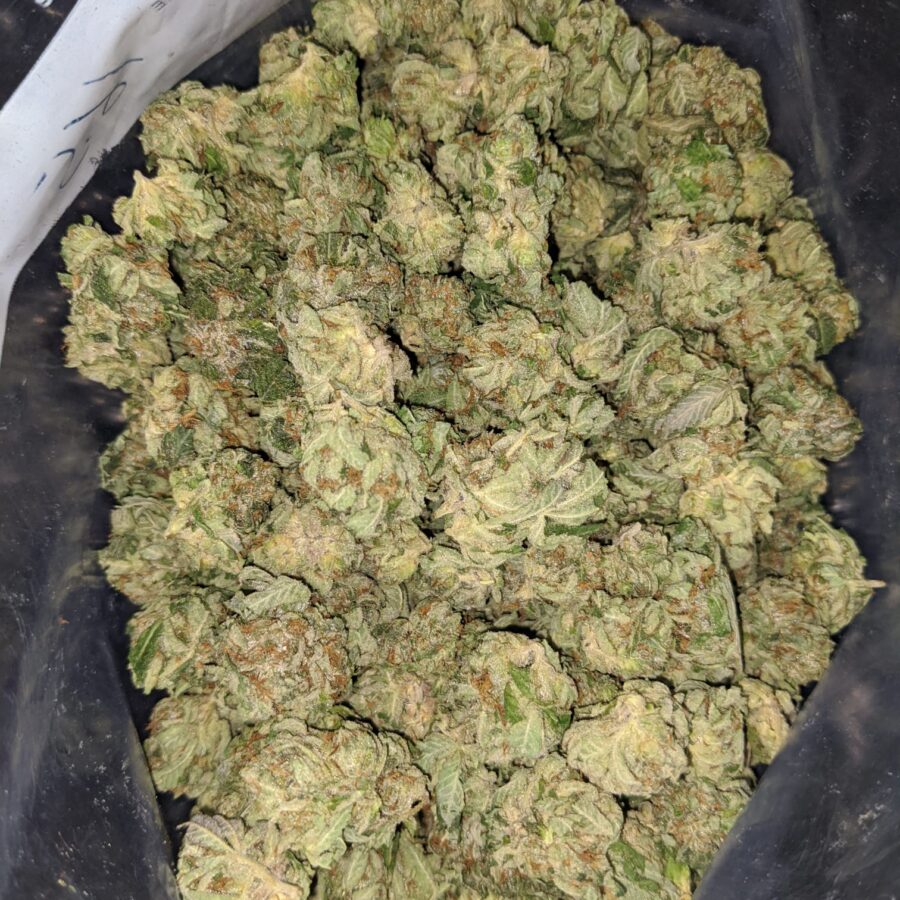 sugar shack deal of the day 2 I Sugar Shack - *Deal Of The Day*