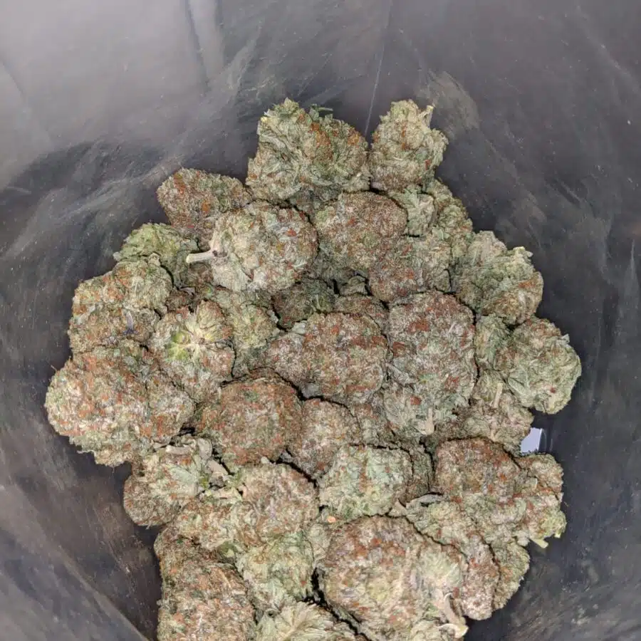 tht 4 I Tony's High THC Indica