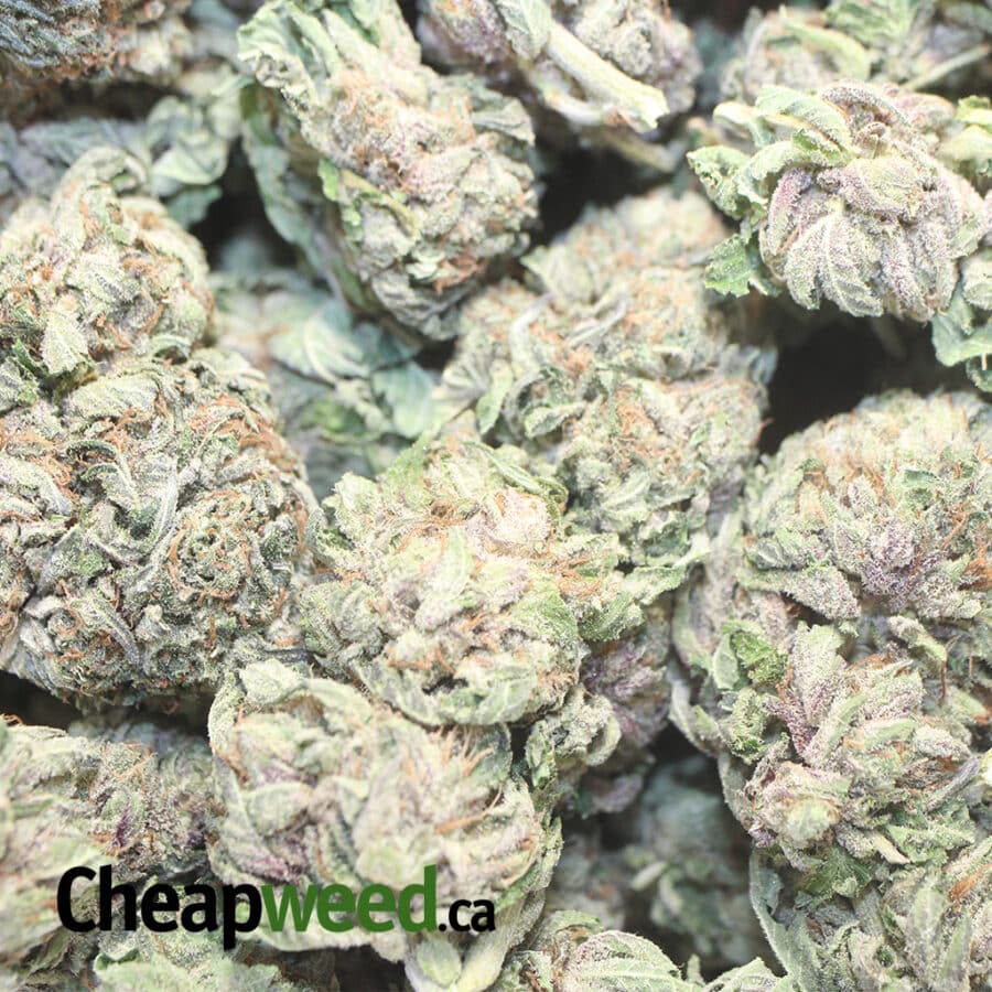 100 OG 1 I $100 OG