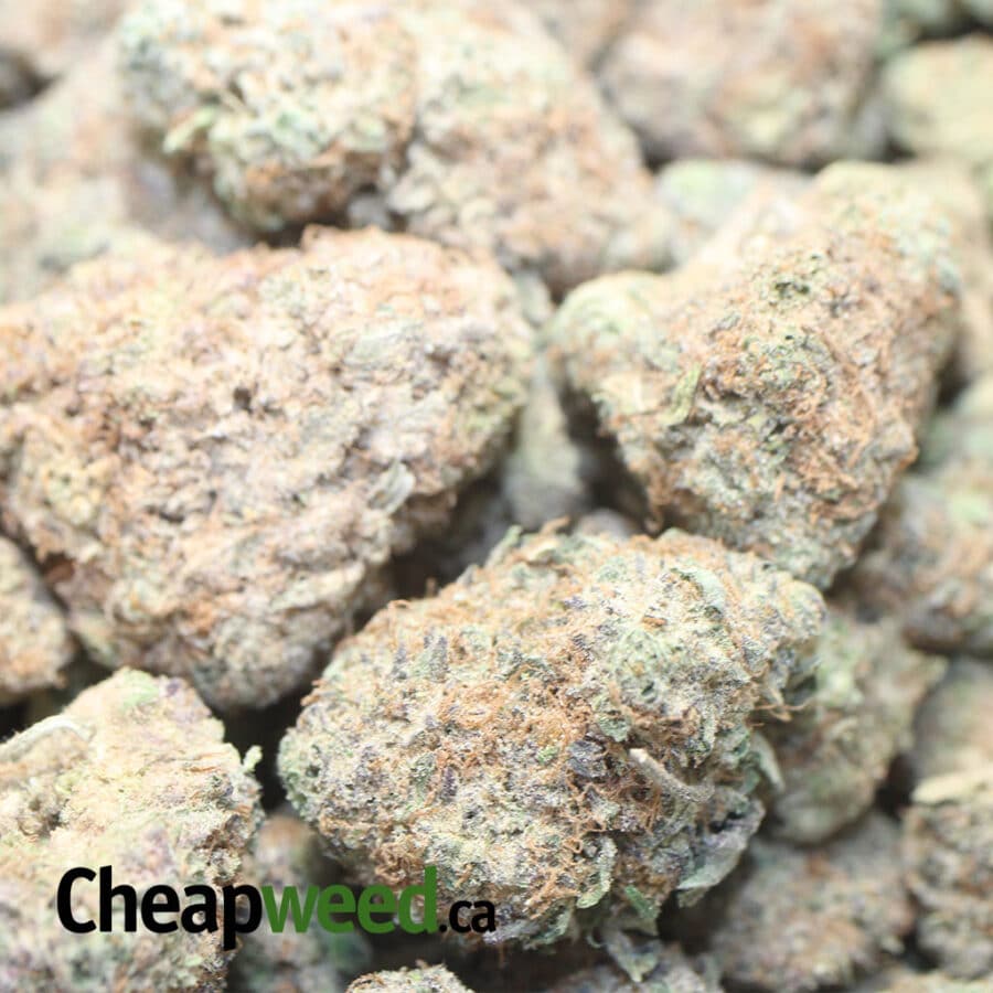 Cheap Indica - Image 3