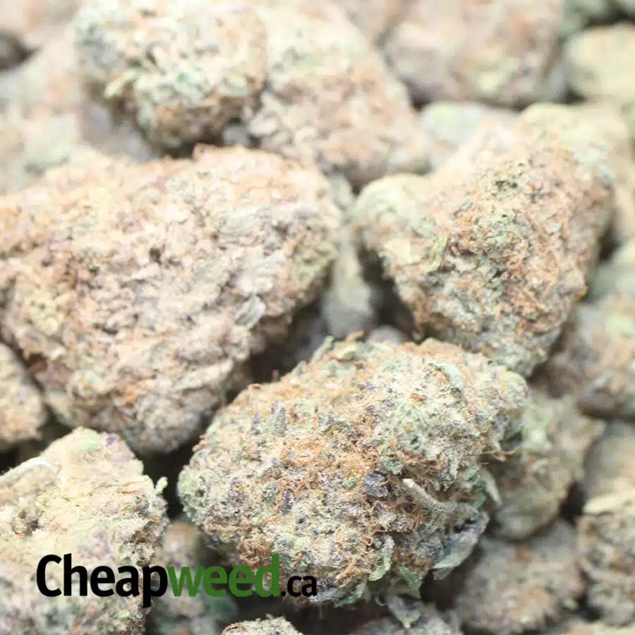 AA INDICA 1 I Cheap Indica