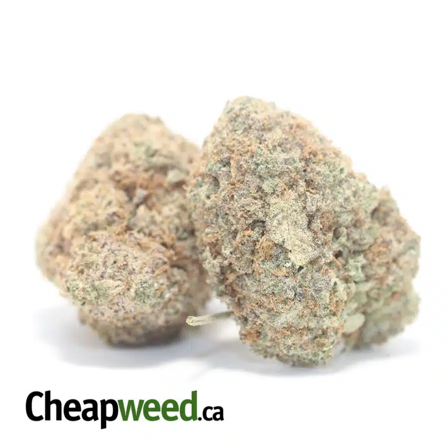 AA INDICA 3 I Cheap Indica