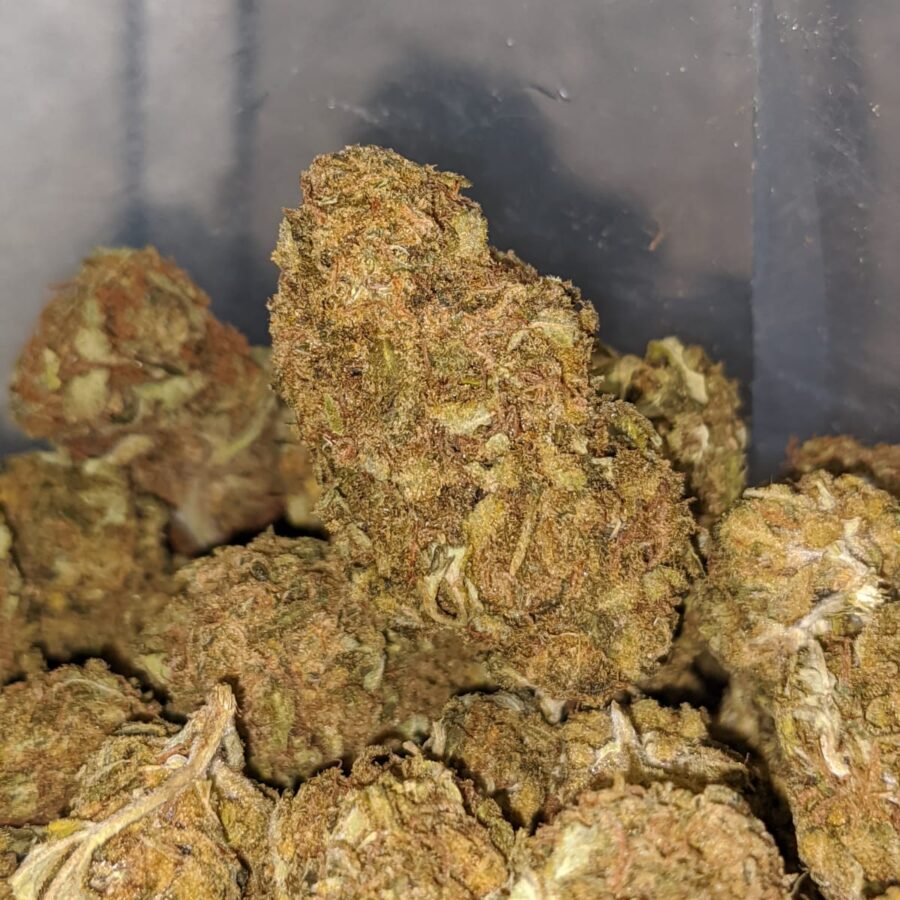 AA Orange Kush 1 I AA+ Orange Kush