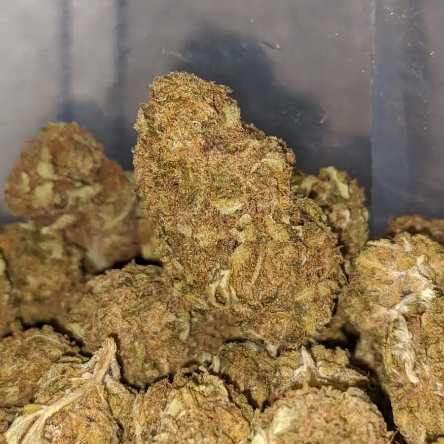 AA Orange Kush 1 I AA+ Orange Kush