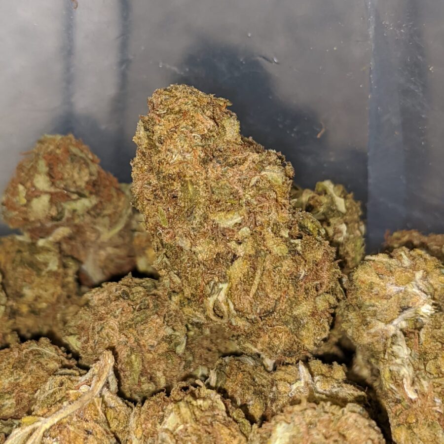 AA Orange Kush 2 I AA+ Orange Kush