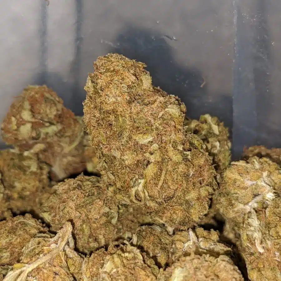 AA Orange Kush 2 I AA+ Orange Kush