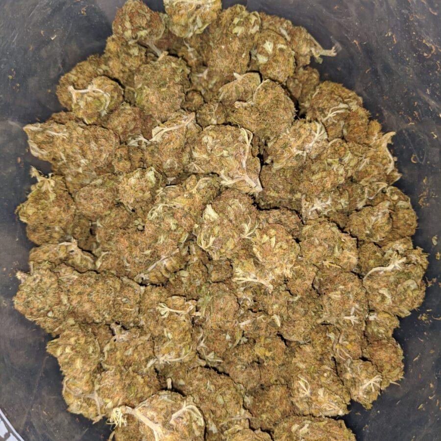 AA Orange Kush 3 I AA+ Orange Kush