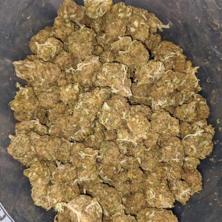 AA Orange Kush 4 I AA+ Orange Kush