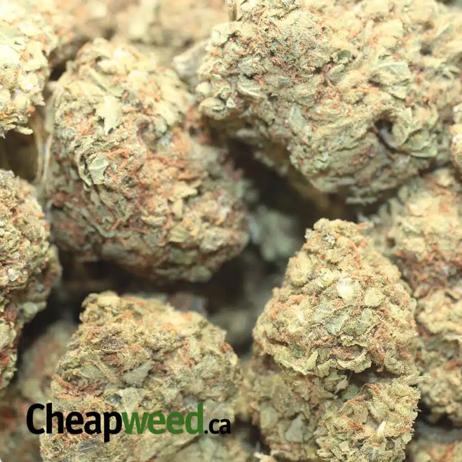 AA SOUR DIESEL 1 I AA+ Sour Diesel