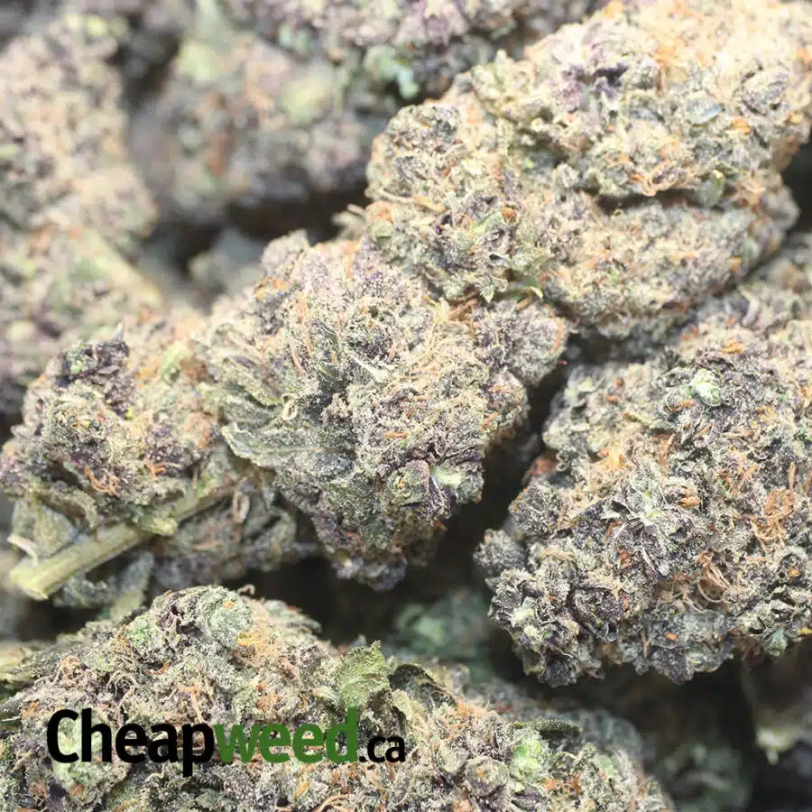 ACAI BERRY GELATO 1 I Acai Berry Gelato