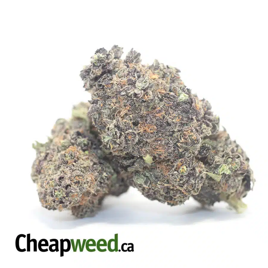 ACAI BERRY GELATO 3 I Acai Berry Gelato