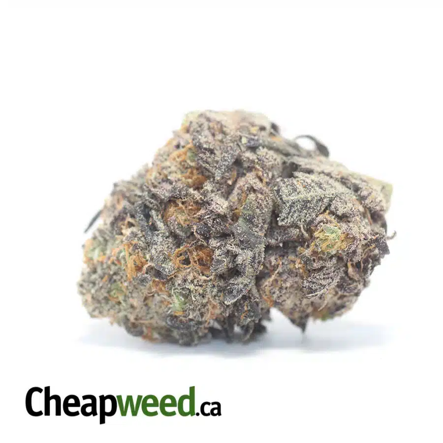 Black Cherry Rocket