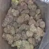 Black Domina