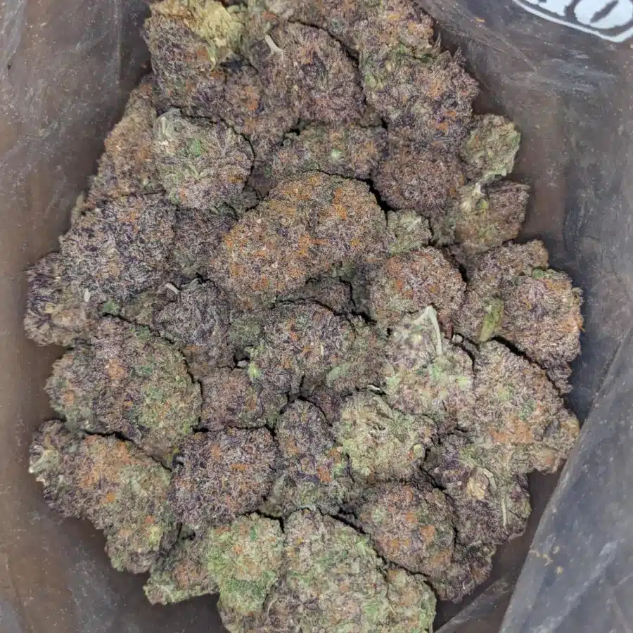 Black Domina
