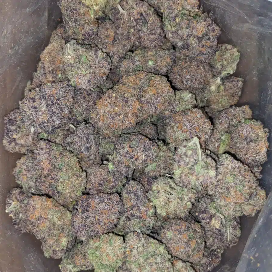 Black Domina 2 I Black Domina