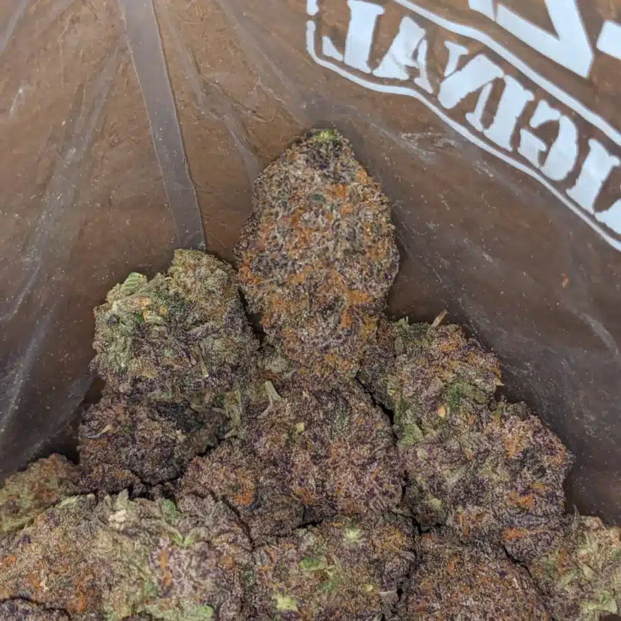 Alternative view of Black Domina