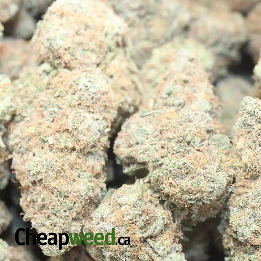 CHOCOLOPE 3 I $ 69 oz - Chocolope