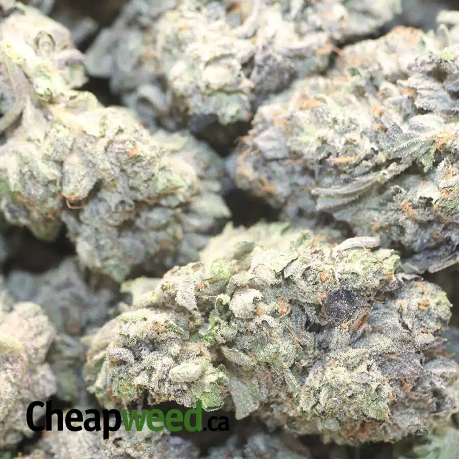 DARTH VADER OG AAAA 1 I Darth Vader OG AAAA+