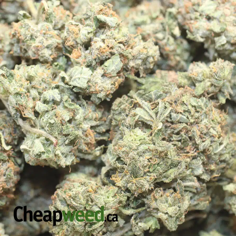EMMA GAS BUBBA 1 I Emma's Gas Bubba