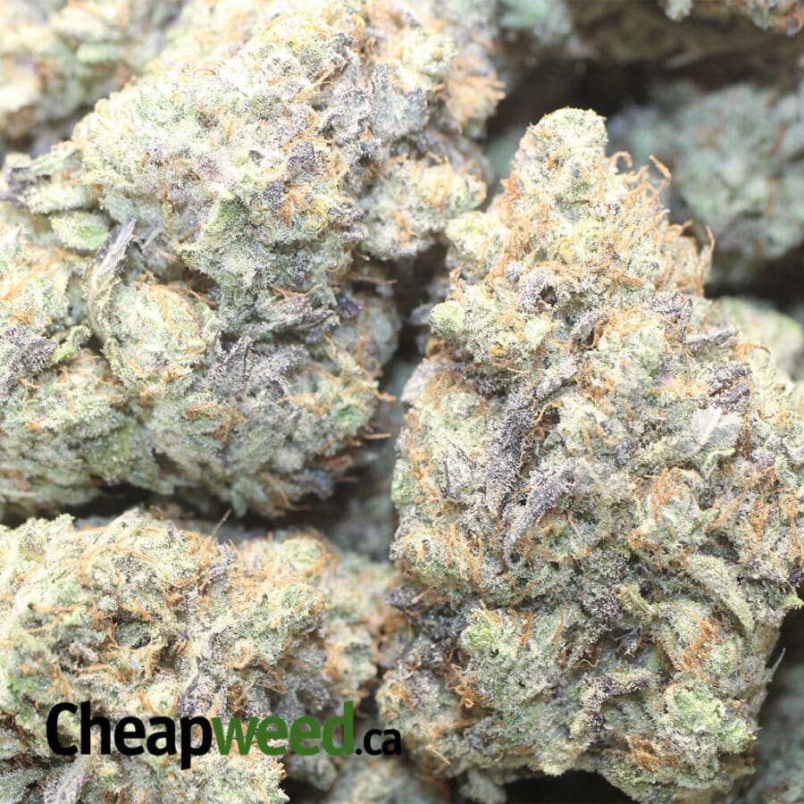 GORILLA COOKIES AAA 1 I Gorilla Cookies AAA