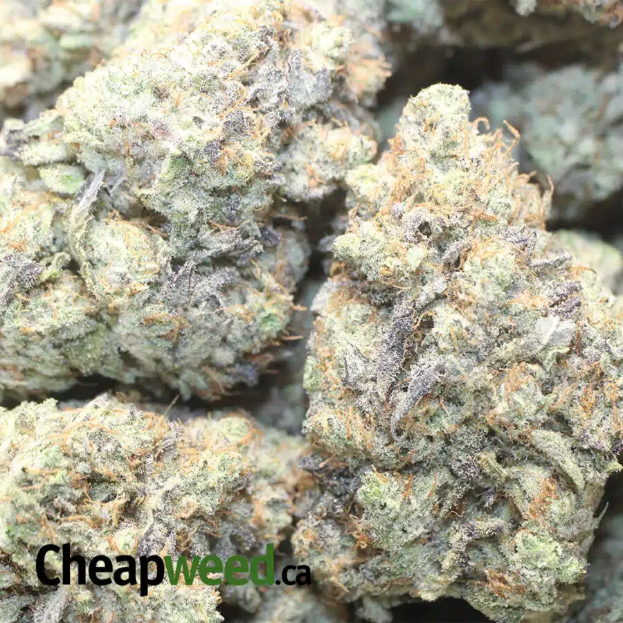 GORILLA COOKIES AAA 1 I Gorilla Cookies AAA