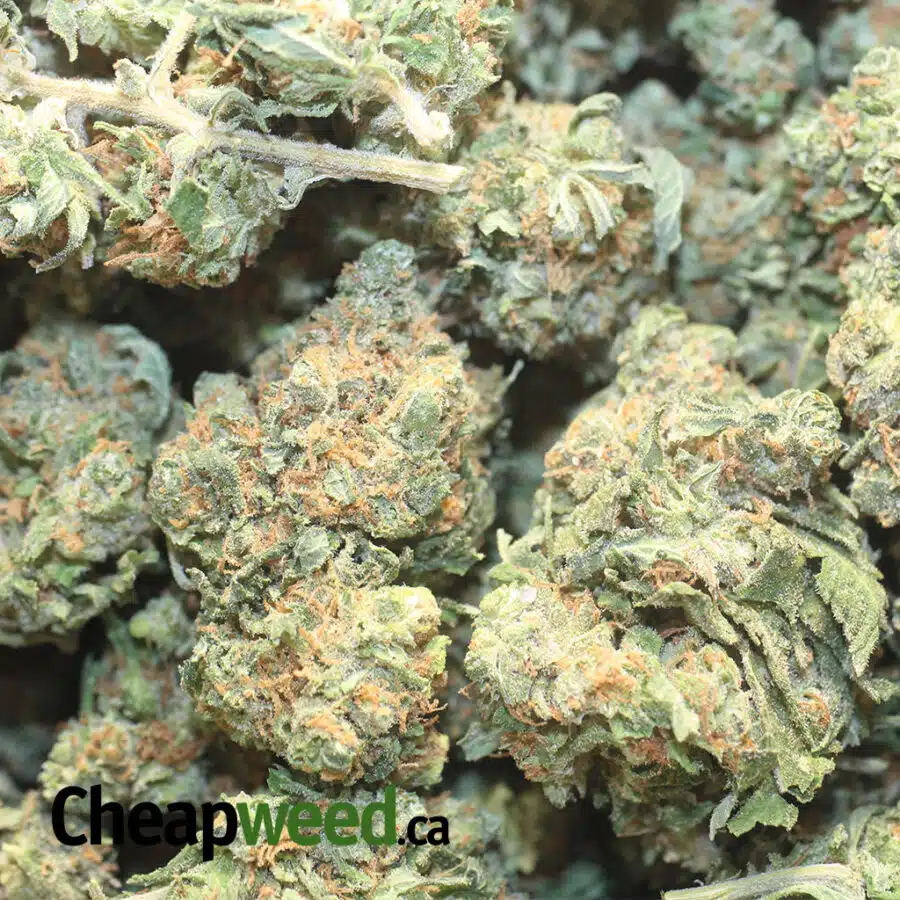 KOSHER KUSH 1 I Kosher Kush