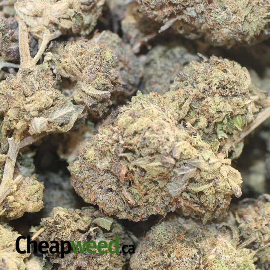 P POISON BS 1 I Purple Poison Bulk Special
