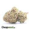 Purple Poison Bulk Special