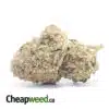 Purple Poison Bulk Special