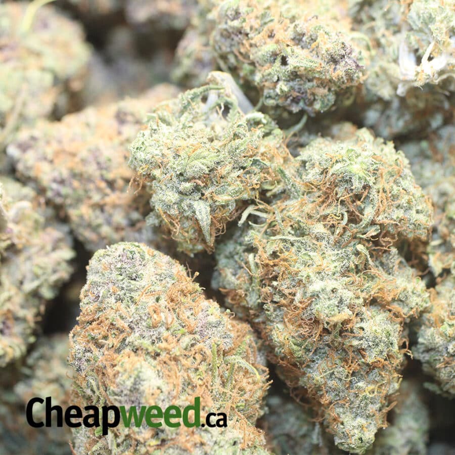 PINEAPLEE EXPRESS 1 I Pineapple Express