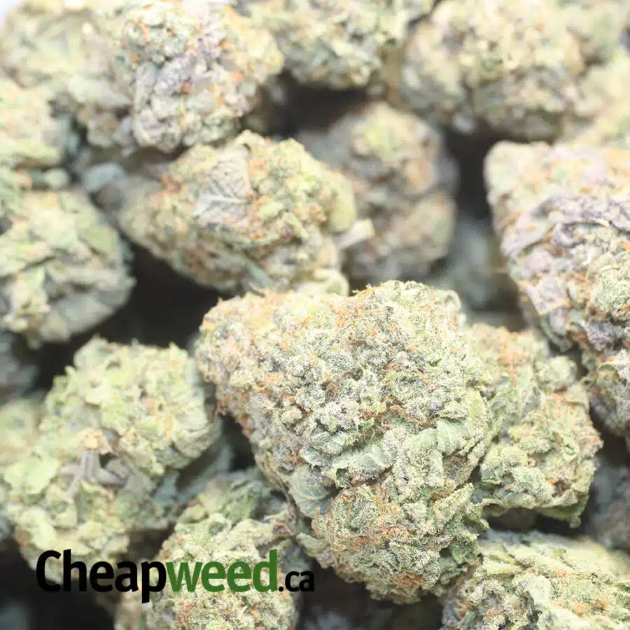 PINEAPPLE COUGH 1 I Pineapple Cough