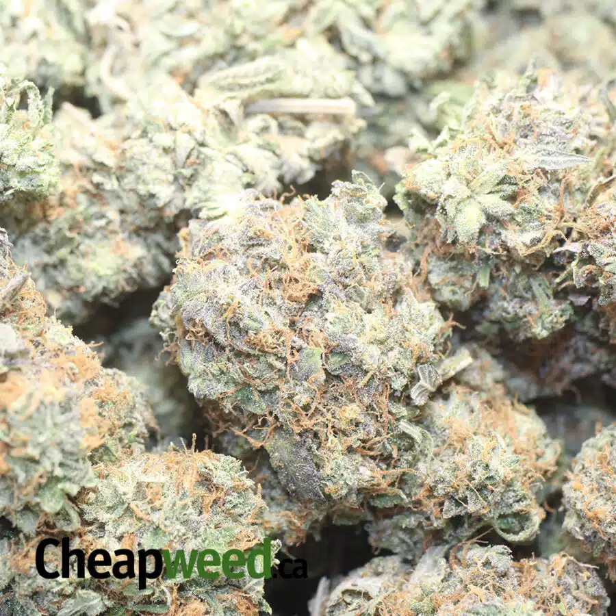 PINK GAS 1 I Pink Gas AA