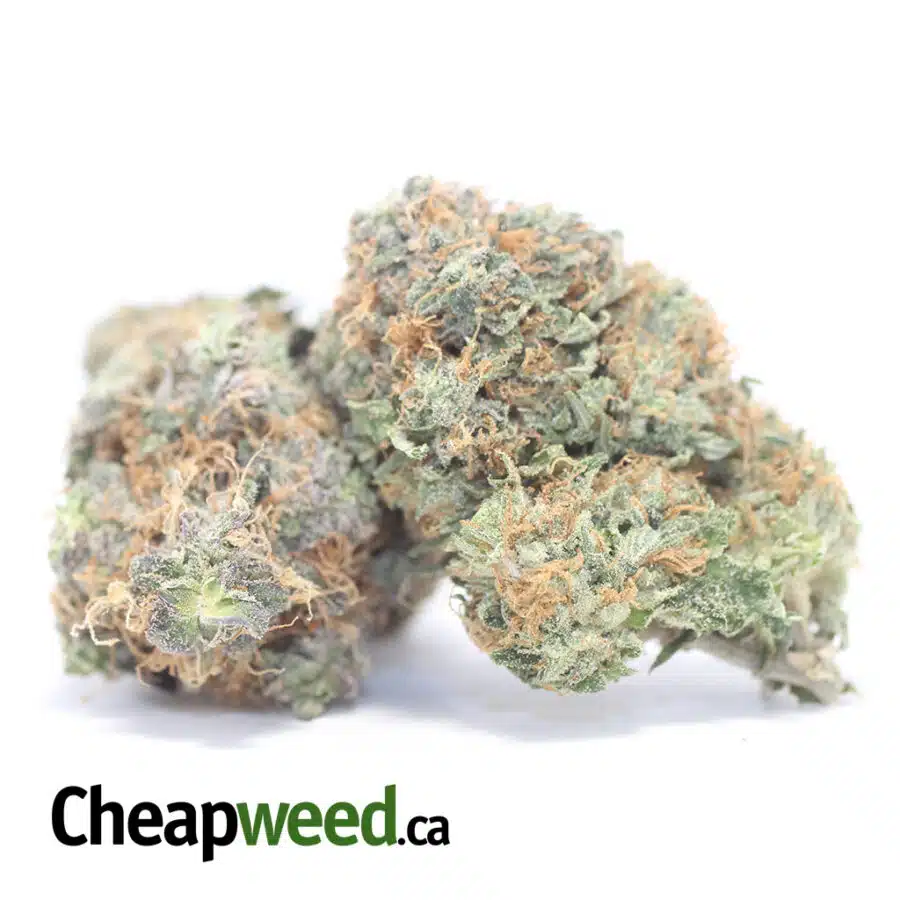 Alternative view of Pink Gas AA