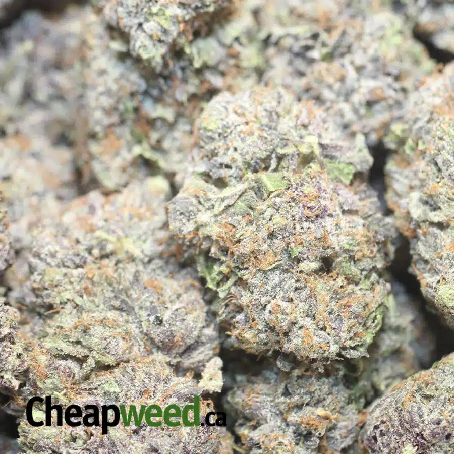 PINK RS AAAA 1 I Pink Rockstar AAAA+