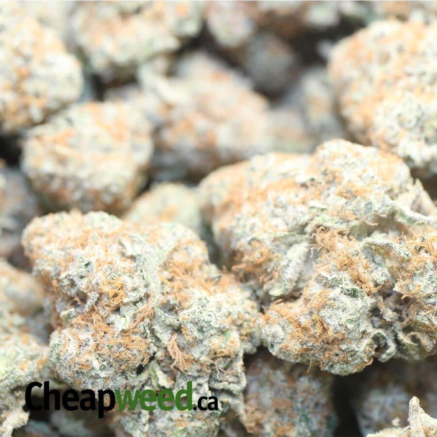 PLAT GSC 1 I Platinum Girl Scout Cookies
