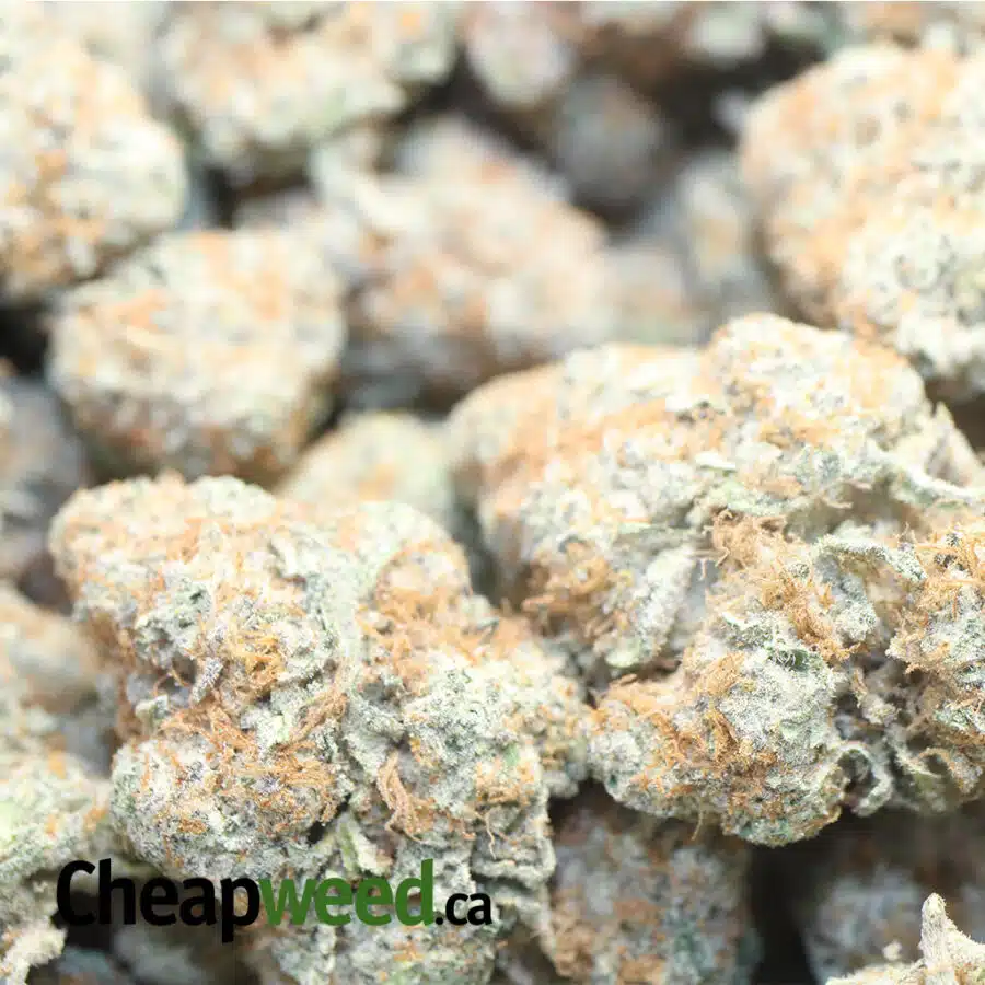 PLAT GSC 1 I Platinum Girl Scout Cookies