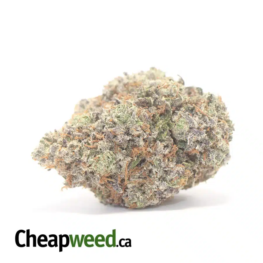 Purple Devil
