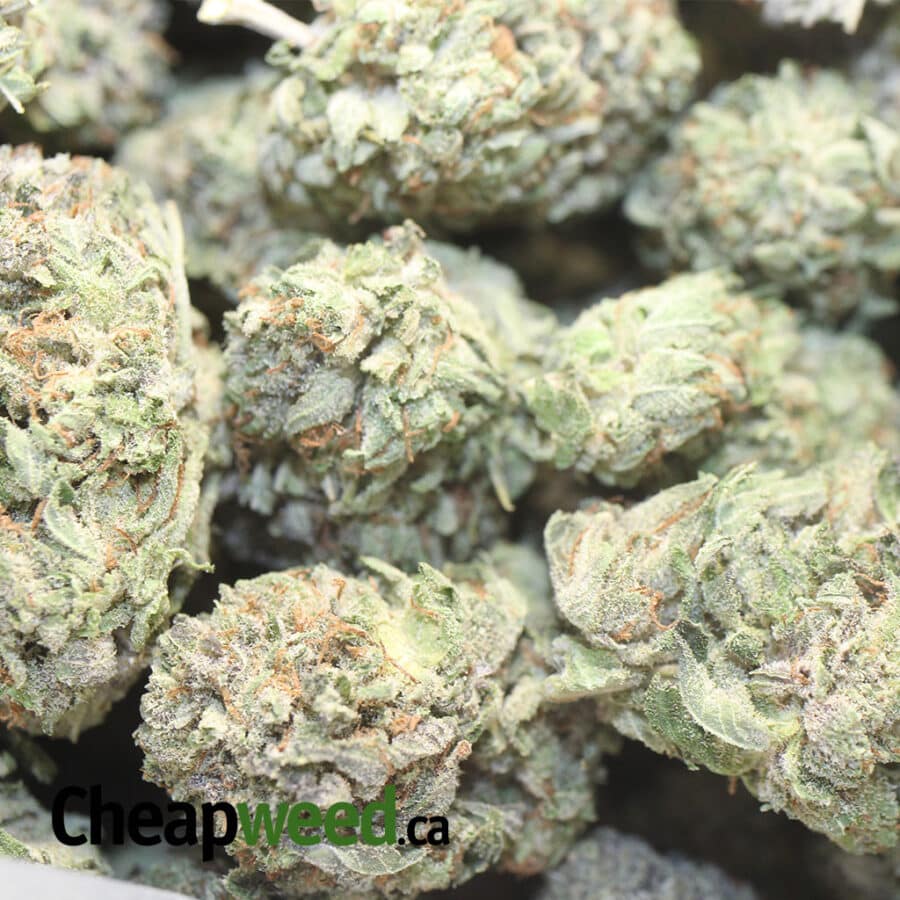 PURPLE HINDU KUSH 1 I Tony's Purple Hindu Kush
