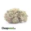 Tony's Purple Hindu Kush